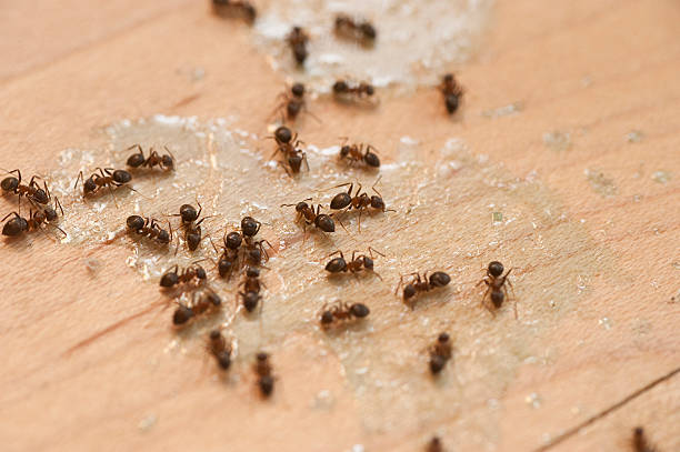 Reliable Frederick, MD Pest Control Solutions